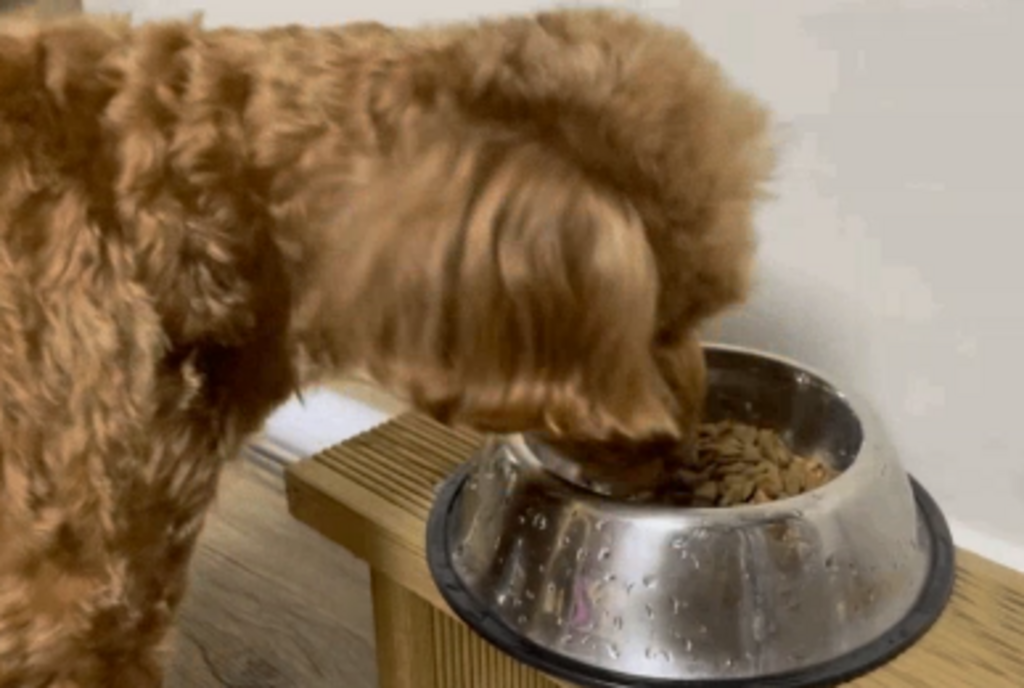dog food – salmon recipe dog food – salmon recipe